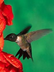 pic for throated hummingbird